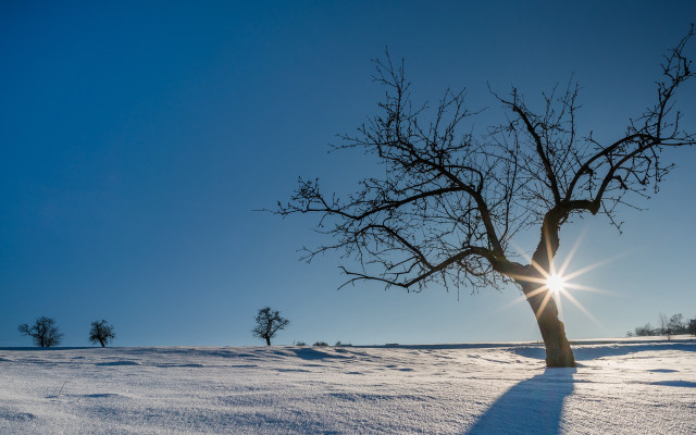 Snowy tree backlight beach sky free wallpaper for desktop - medium preview image