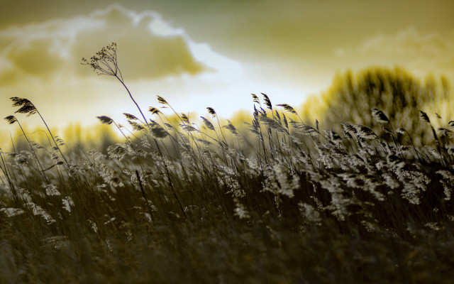Tall grass sky clouds yellow free wallpaper for desktop - medium preview image