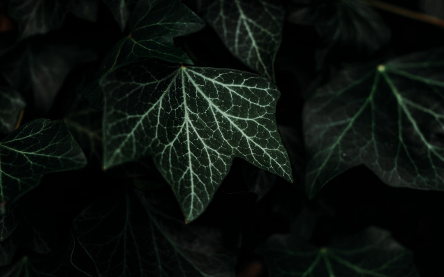 Green leaf vines bamboo plant free wallpaper for desktop - medium preview image