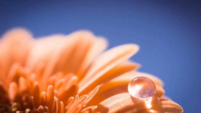 Flower waterdrop blue sky macro #3 free wallpaper for desktop - medium preview image