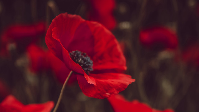 Red poppy flower macro shallow free wallpaper for desktop - medium preview image