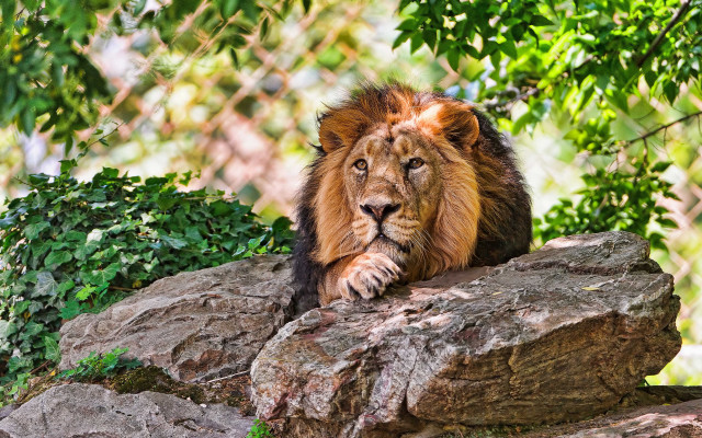 Lion rock forest chainlink digital free wallpaper for desktop - medium preview image