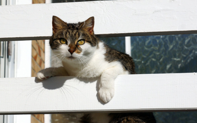 Cat bench window ledge carlos free wallpaper for desktop - medium preview image
