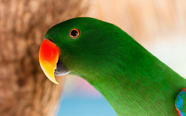 Green parrot beak 3d render free wallpaper for desktop - medium preview image