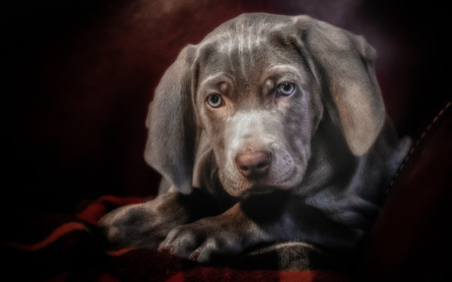 Sad dog blanket red photorealistic free wallpaper for desktop - medium preview image