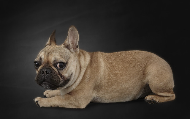 Small dog sad black background free wallpaper for desktop - medium preview image