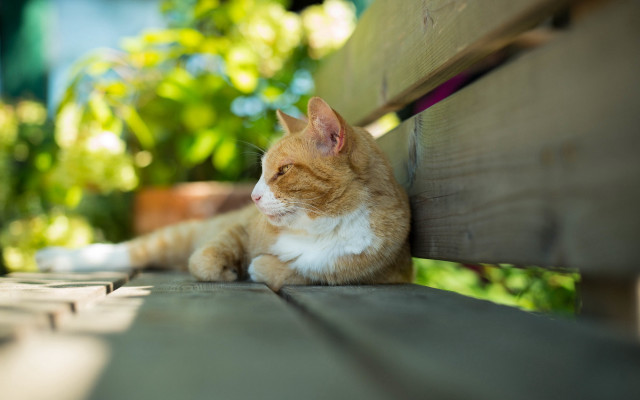 Cat bench outside plants trees free wallpaper for desktop - medium preview image