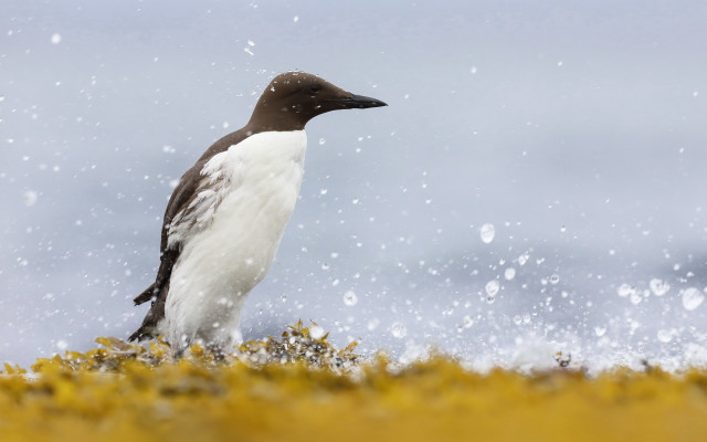 Bird snow rock footprints starry free wallpaper for desktop - medium preview image