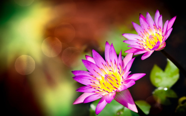 Pink flowers green leaves bokeh #3 free wallpaper for desktop - medium preview image