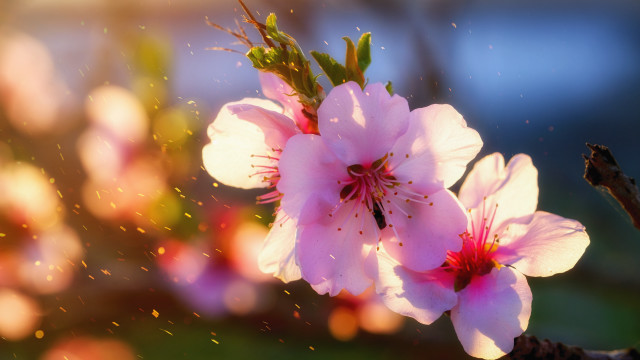Pink flower bee blurry background free wallpaper for desktop - medium preview image