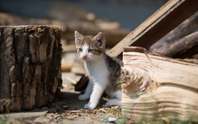 Kitten log blue eyes blurry free wallpaper for desktop - medium preview image