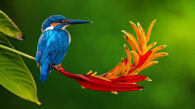 Blue bird flower red green free wallpaper for desktop - medium preview image