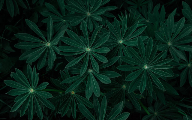 Green leaves closeup bamboo plant free wallpaper for desktop - medium preview image