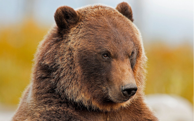 Brown bear wildlife portrait naturalism free wallpaper for desktop - medium preview image
