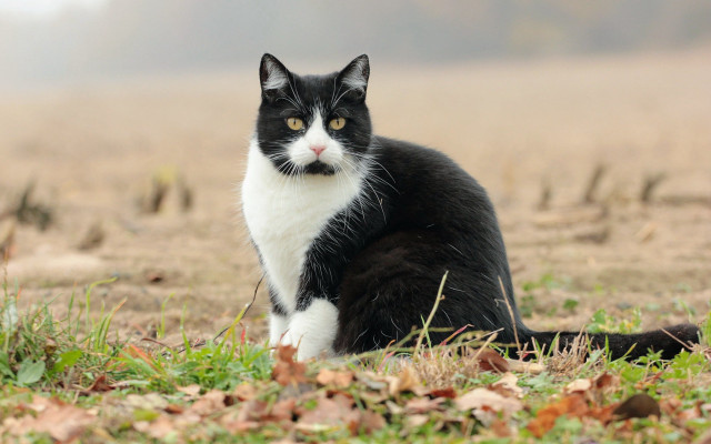 Black cat serious focus field free wallpaper for desktop - medium preview image