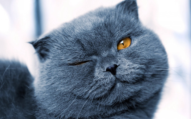 Gray cat yellow eyes sad #2 free wallpaper for desktop - medium preview image