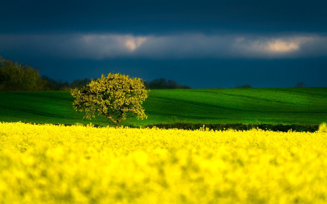 Lone tree field yellow flowers free wallpaper for desktop - medium preview image