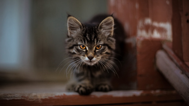 Small kitten sad look wooden free wallpaper for desktop - medium preview image