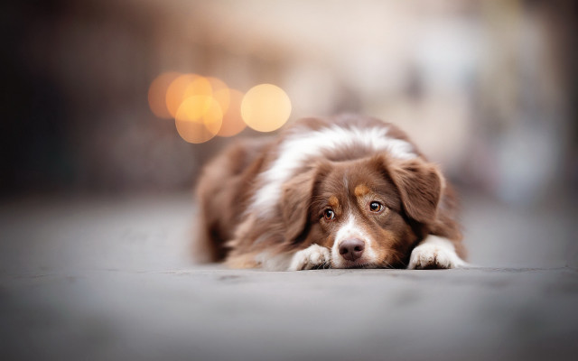 Dog laying on ground blurry free wallpaper for desktop - medium preview image