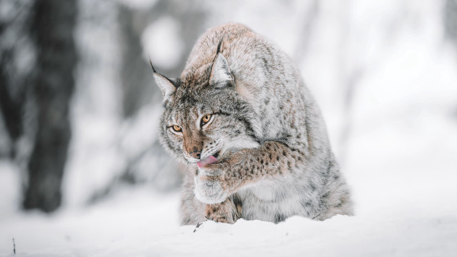 Lynx walking snow woods open free wallpaper for desktop - medium preview image