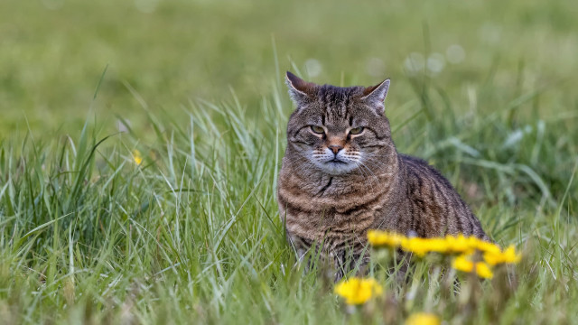 Sad cat field flower blurry free wallpaper for desktop - medium preview image