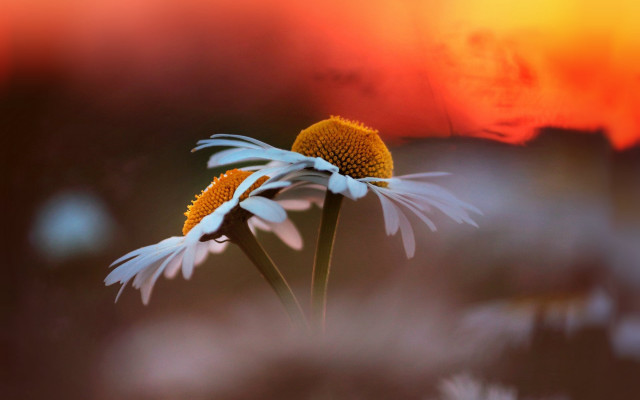 Flower sunflower wings sky blurry free wallpaper for desktop - medium preview image