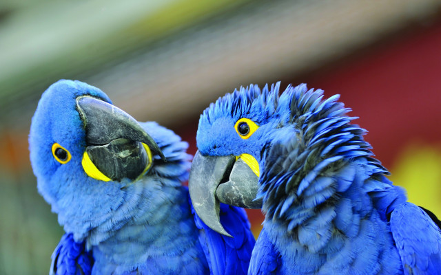 Two blue parrots yellow eyes free wallpaper for desktop - medium preview image