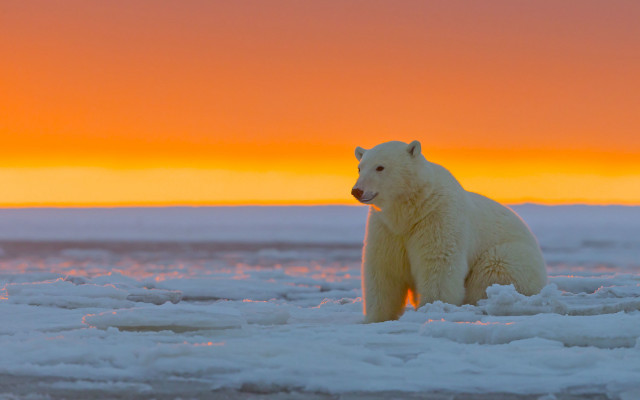 Polar bear sunset ice red free wallpaper for desktop - medium preview image