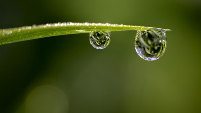 Water drops green stem macro free wallpaper for desktop - medium preview image