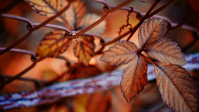 Leaf fence background bokeh macro free wallpaper for desktop - medium preview image