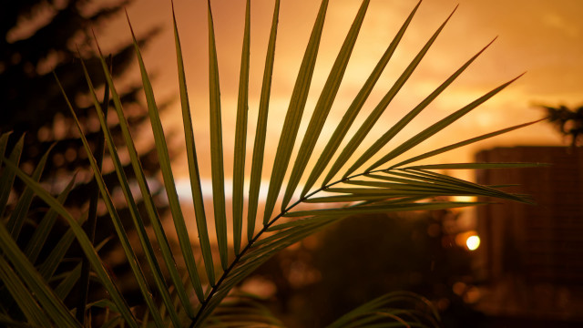Palm trees sunset building blurry free wallpaper for desktop - medium preview image