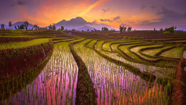 Sunset ricefield mountain person impasto free wallpaper for desktop - medium preview image