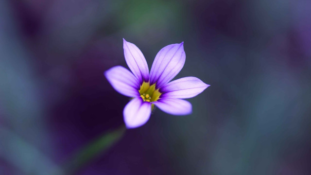 Purple flower yellow center blurry free wallpaper for desktop - medium preview image