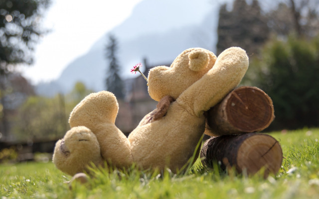 Teddy bear log grass flower free wallpaper for desktop - medium preview image