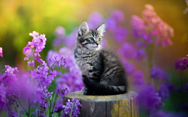 Kitten stump flower field blurry #2 free wallpaper for desktop - medium preview image