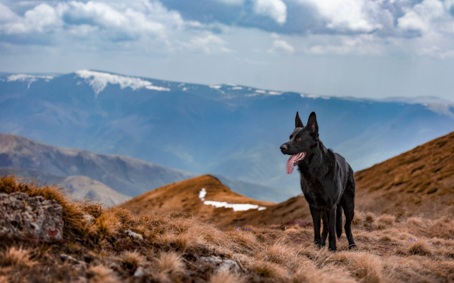 Dog hill mountains cloudy sky free wallpaper for desktop - medium preview image