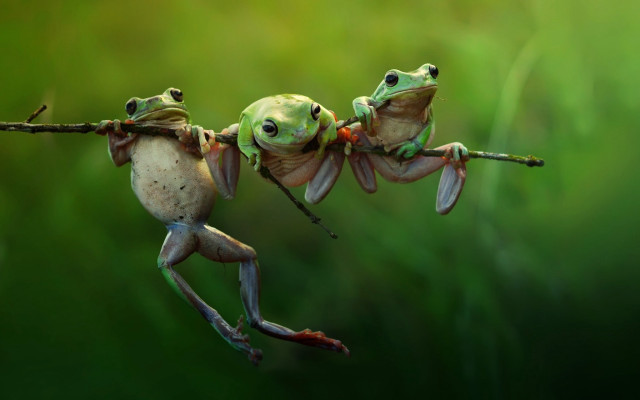 Two frogs upside down branch free wallpaper for desktop - medium preview image