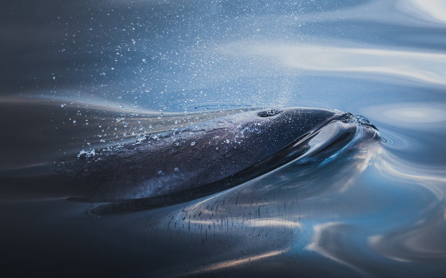 Whale bubbles surface photorealism airbrush free wallpaper for desktop - medium preview image