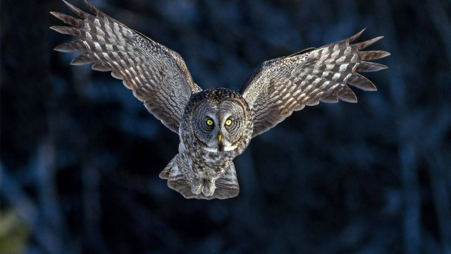 Large owl flying wings open free wallpaper for desktop - medium preview image