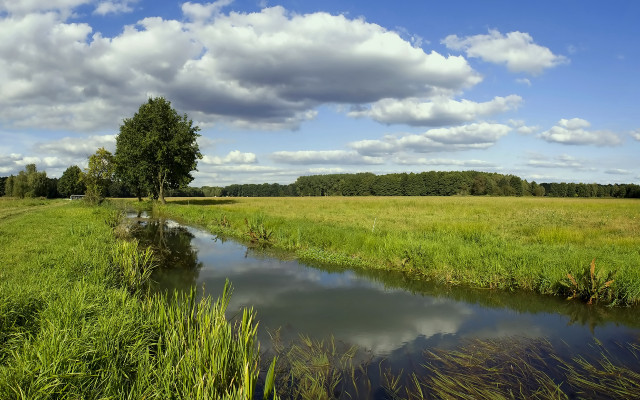 Lush green field stream tree free wallpaper for desktop - medium preview image
