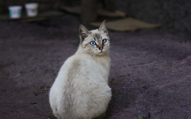 White cat blue eyes blurry #5 free wallpaper for desktop - medium preview image