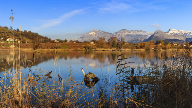 Lake birds mountains snow matte free wallpaper for desktop - medium preview image