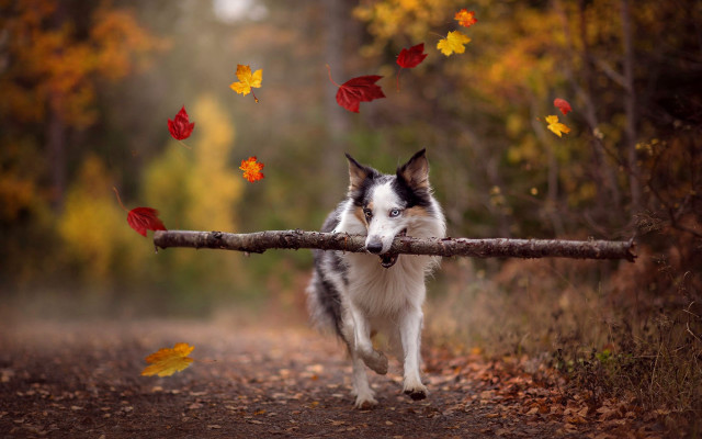 Dog stick forest autumn leaves free wallpaper for desktop - medium preview image