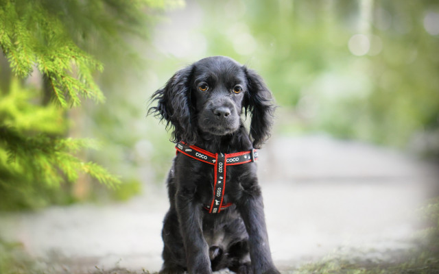Black dog red collar woods free wallpaper for desktop - medium preview image