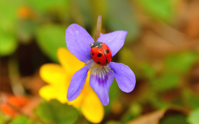 Ladybug purple flower yellow background free wallpaper for desktop - medium preview image