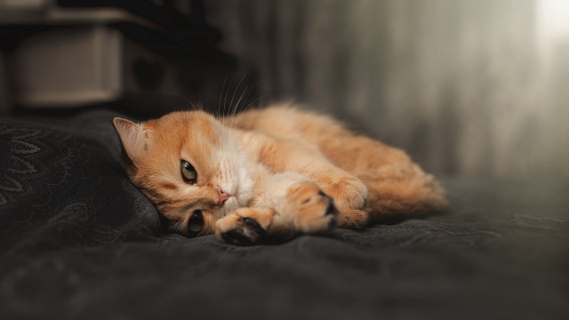Cat paws pillow wide eyes free wallpaper for desktop - medium preview image