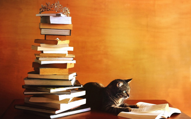 Cat table books lamp crown free wallpaper for desktop - medium preview image
