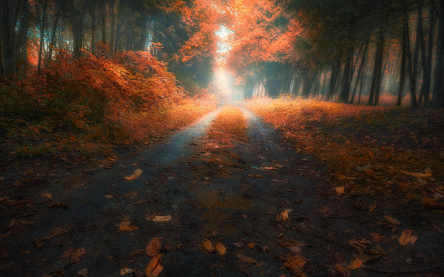Forest road autumn leaves light free wallpaper for desktop - medium preview image