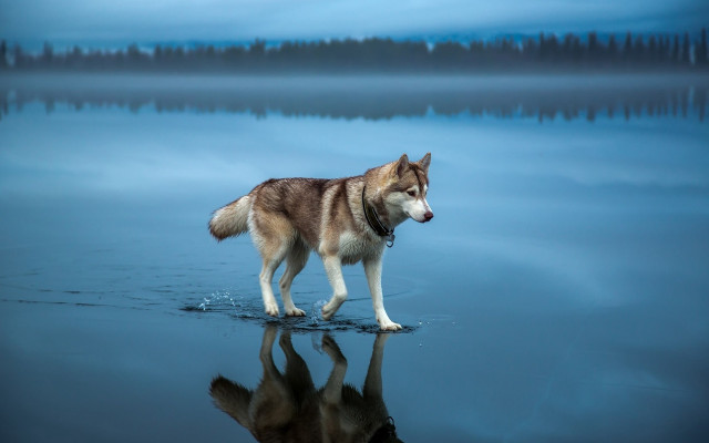 Dog reflection lake trees shiba free wallpaper for desktop - medium preview image