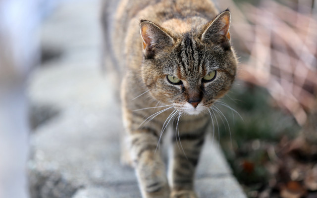 Cat walking shallow depth bokeh free wallpaper for desktop - medium preview image